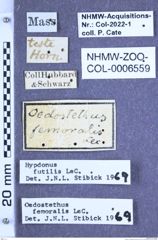 Etikette zu Oedostethus femoralis (LeConte, 1853) (NHMW-ZOO-COL-0006559)